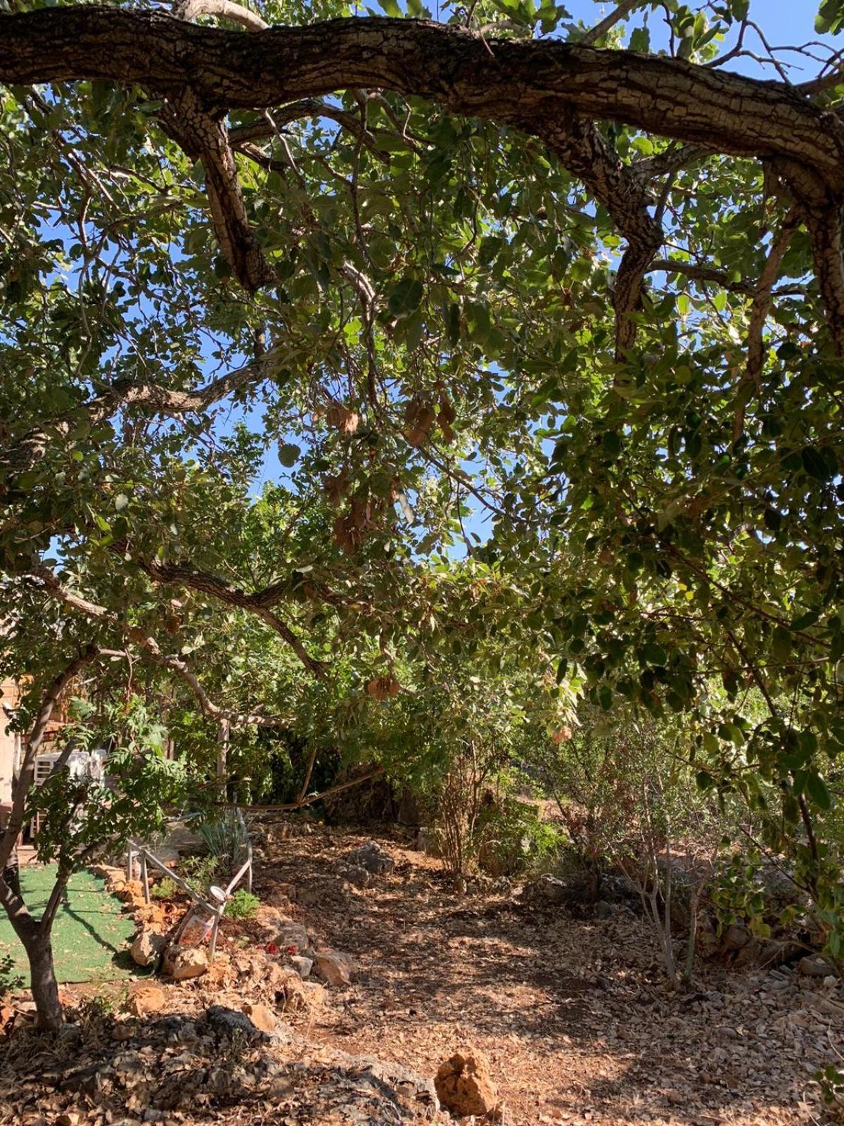 בקתת עץ בחורש במנות - דום גיאודזי - Wooden Cabin In Manot Eksteriør bilde